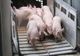Controale în zona târgurilor din Giurgiu, de teama pestei porcine