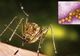 WEST NILE: 237 de cazuri și 30 de decese! Vezi județul Giurgiu!