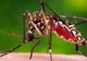 ALERTĂ! 196 de cazuri de infecție cu virusul West Nile. Câte cazuri sunt la Giurgiu