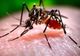 Noi cazuri de îmbolnăviri și zeci de morți cu virusul West-Nile. Vezi situația la Giurgiu