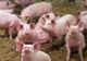  O nouă suspiciune de pestă porcină în județul Giurgiu. Dosar penal la Comana pentru extinderea epidemiei!