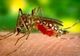277 de cazuri de infecție cu virusul West Nile în România, trei la Giurgiu!