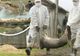 Alertă! Un nou focar de pestă porcină africană în județul Giurgiu