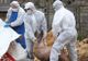 Noi cazuri de pestă porcină africană, la Giurgiu. Unde va începe uciderea preventivă a animalelor