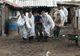 Alertă! Pesta porcină africană face ravagii, chiar și în municipiul Giurgiu!
