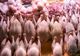 Carne de pasăre din zone cu gripă aviară, comercializată în magazinele din Giurgiu