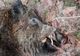 Peste 200 de porci mistreți morți din cauza pestei porcine pe fondurile de vânătoare din județul Giurgiu