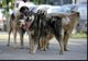 Se înființează Poliția Animalelor. Autoritățile pot acționa fără mandat dacă un animal este torturat 