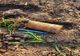 Proiectile explozive găsite la Băneasa, în urma lucrărilor agricole