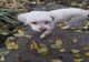 Găsit câine mascul, bichon, în zona Jandarmeriei Giurgiu