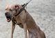 Giurgiuveancă atacată pe stradă de un câine amstaff lăsat nesupravegheat. Căţelul femeii a fost ucis