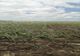 Grindina a făcut prăpăd, în Giurgiu! Mii de hectare cultivate au fost afectate