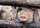 Un alt focar de pestă porcină africană a fost confirmat în judeţul Giurgiu 
