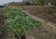 Doi bărbaţi din Iepureşti, reţinuţi pentru trafic de droguri. Aceştia ar fi înfiinţat o cultură de cannabis