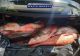 Giurgiu. 65 de kilograme de pește capturat pe Dunăre, confiscat de poliţiştii de la transporturi 